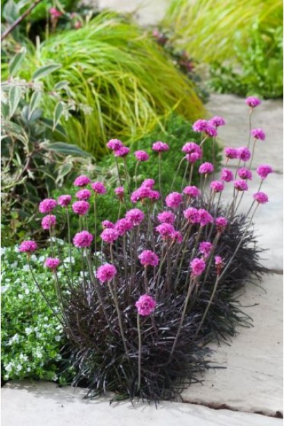 Armeria maritima Rubrifolia 